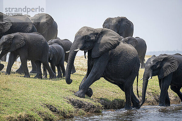 Afrikanische Buschelefanten (Loxodonta africana) klettern aus einem Fluss im Chobe-Nationalpark; Chobe  Botswana