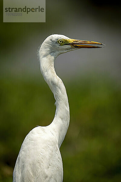 Nahaufnahme eines Silberreihers (Ardea alba) mit Kopf und Hals im Chobe-Nationalpark; Chobe  Botswana