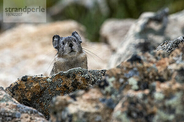 Halsband-Pika (Ochotona Collaris) in den Felsen in der Nähe des Polychrome Pass im Denali-Nationalpark  Alaska  USA; Alaska  Vereinigte Staaten von Amerika