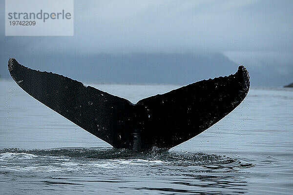 Fluke eines Buckelwals (Megaptera novaeangliae) in der Icy Strait  Inside Passage  Alaska  USA; Alaska  Vereinigte Staaten von Amerika