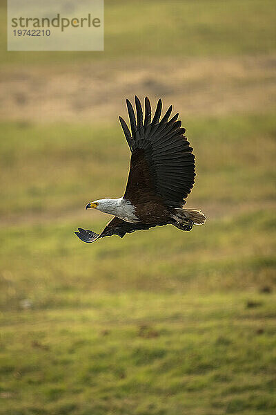 Afrikanischer Fischadler (Haliaeetus vocifer) fliegt über Grasebene  Chobe-Nationalpark; Chobe  Botswana