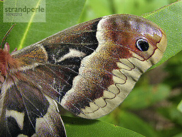 Promethea-Motte (Callosamia promethea)  Nahaufnahme von Flügeldetails