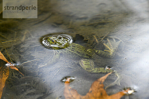 Chiricahua-Leopardenfrosch (Rana chiricahuensis)  teilweise versunken in einem Teich im Cave Creek Canyon der Chiricahua Mountains im Südosten von Arizona  USA; Portal  Arizona  Vereinigte Staaten von Amerika