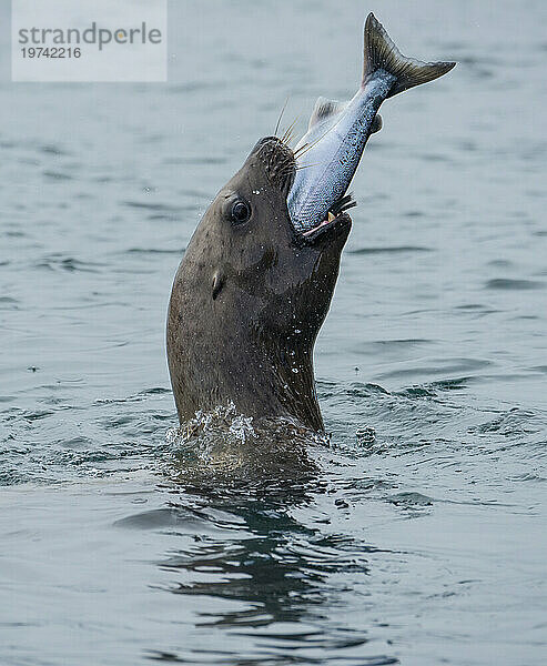 Steller-Seelöwe (Eumetopias jubata) frisst Lachs auf den Indischen Inseln  Inside Passage  Alaska  USA; Alaska  Vereinigte Staaten von Amerika