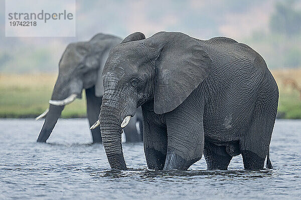 Nahaufnahme von zwei afrikanischen Buschelefanten (Loxodonta africana)  die im Fluss stehen und Wasser im Chobe-Nationalpark trinken; Chobe  Botswana