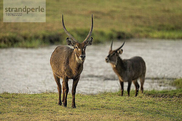 Zwei männliche Wasserböcke (Kobus ellipsiprymnus) stehen auf einer Insel am Fluss und beobachten die Kamera  Chobe-Nationalpark; Chobe  Botswana