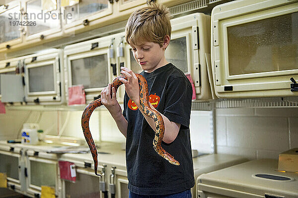 Kleiner Junge hält eine Kornnatter (Pantherophis guttatus); Omaha  Nebraska  Vereinigte Staaten von Amerika