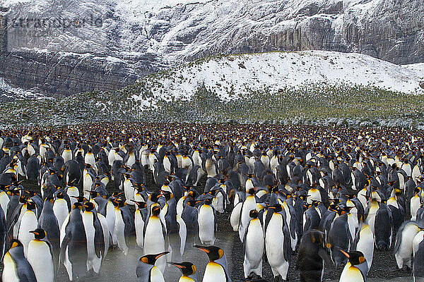 Große Schar Königspinguine (Aptenodytes patagonicus) im Gold Harbor auf South Georgia Island; Insel Südgeorgien