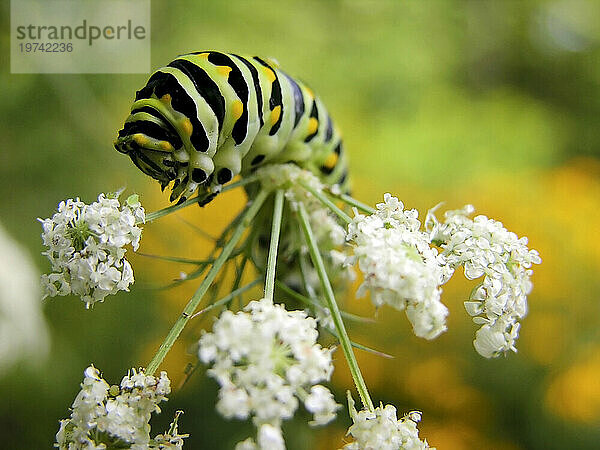 Petersilienwurm-Raupe (Papilio polyxenes) kriecht über eine blühende Pflanze