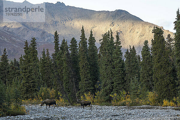 Zwei Elchkühe (Alces alces) überqueren ein felsiges Bachbett im Denali-Nationalpark; Denali National Park & ??Preserve  Inneres Alaska  Alaska  Vereinigte Staaten von Amerika