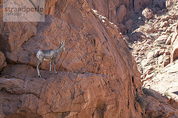 Wüstenbighornschaf (Ovis canadensis nelsoni) in den roten Felsklippen des Valley of Fire State Park  Nevada  USA: Nevada  Vereinigte Staaten von Amerika