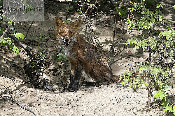 Porträt eines weiblichen Rotfuchses (Vulpes vulpes) mit einem toten Rotkehlchen (Tudus mifratorius)  das am Eingang seiner Höhle in der Nähe von Fairbanks sitzt; Fairbanks  Alaska  Vereinigte Staaten von Amerika