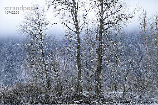 Kahle  silbrig schimmernde  schneebedeckte Bäume an einem Wintertag im McDonald Park; Abbotsford  British Columbia  Kanada