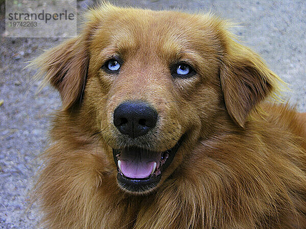 Langhaariger Hund mit blauen Augen