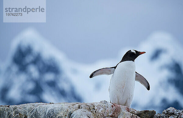 Eselspinguin (Pygoscelis papua) in Port Lockroy in der Nähe der Seven Sisters Mountains in der Antarktis; Antarktis