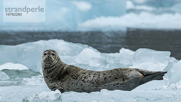 Nahaufnahme eines Seehundes (Phoca vitulina)  der am South Sawyer Glacier in der Tracy Arm-Fords Terror Wilderness Area  Inside Passage  Alaska  USA  in die Kamera blickt; Alaska  Vereinigte Staaten von Amerika