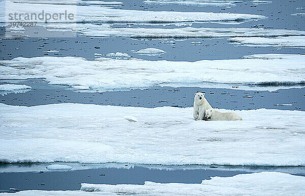 Eisbär (Ursus maritimus) und Junges ruhen auf Treibeis; Storfjord  Spitzbergen  Norwegen