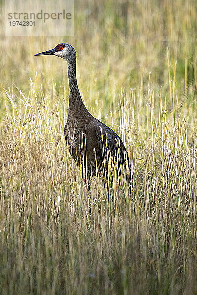 Kanadakranich (Antigone canadensis) steht auf einem Feld mit hohem Gras im Creamer's Field Migratory Waterfowl Refuge in Fairbanks; Fairbanks  Alaska  Vereinigte Staaten von Amerika