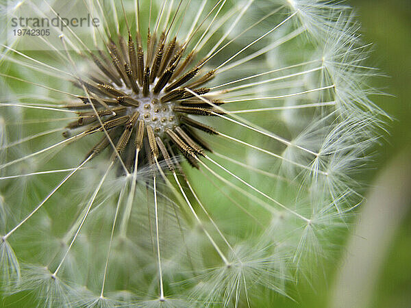 Die Samen einer Löwenzahnblüte weichen dem Wind