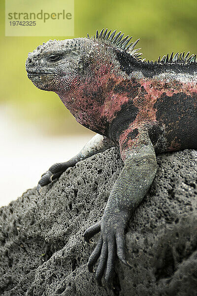 Rot-grüner Meeresleguan (Amblyrhynchus cristatus) in Punta Suarez auf der Insel Espanola; Insel Espanola  Galapagos-Inseln  Ecuador