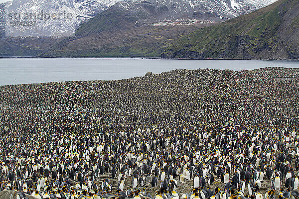 Königspinguine (Aptenodytes patagonicus) in der St. Andrews Bay auf South Georgia Island; Insel Südgeorgien