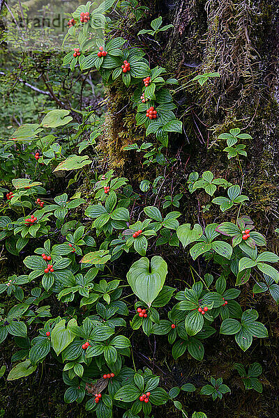 Bunchberries (Cornus canadensis) im Regenwald Alaskas; Petersburg  Inside Passage  Alaska  Vereinigte Staaten von Amerika