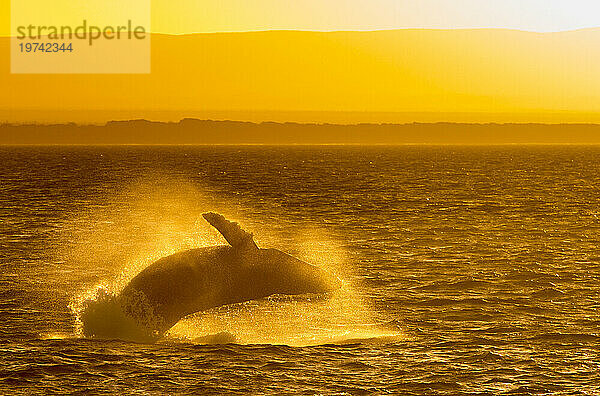 Durchbrechender Buckelwal (Megaptera novaeangliae) im Meer von Cortez bei Sonnenuntergang; Baja California  Mexiko