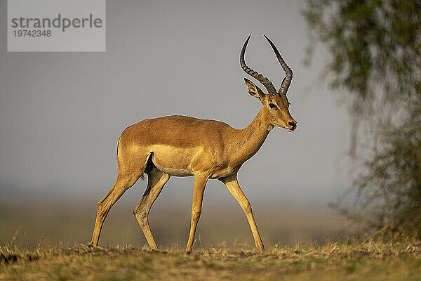 Nahaufnahme eines männlichen Impalas (Aepyceros melampus)  der den Horizont in der Savanne überquert  vorbei an einem grünen Busch im Chobe-Nationalpark; Chobe  Bostwana