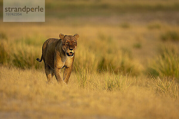 Löwin (Panthera leo) spaziert im Sonnenschein über die grasbewachsene Aue im Chobe-Nationalpark; Chobe  Botswana