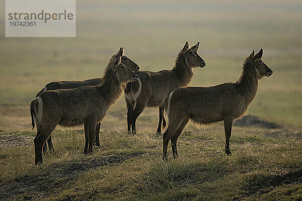 Vier weibliche Wasserböcke (Kobus ellipsiprymnus) stehen zusammen in der Savanne und starren direkt in den Chobe-Nationalpark; Chobe  Bostwana