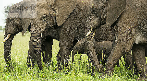 Elefantenbaby (Loxodonta africana) spaziert zwischen älteren Tieren im Serengeti-Nationalpark; Tansania