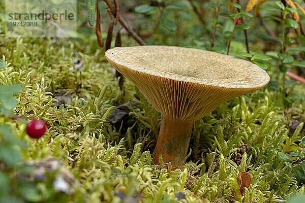 Pilz (Hygrophoropsidaceae) im Unterholz des Yukon-Waldes; Yukon  Kanada