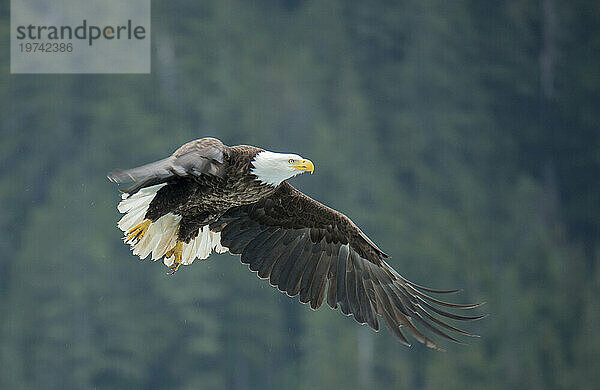 Weißkopfseeadler (Haliaeetus leucocephalus) im Flug mit einem Wald im Hintergrund  in der Nähe von Petersburg  Inside Passage  Alaska  USA; Alaska  Vereinigte Staaten von Amerika