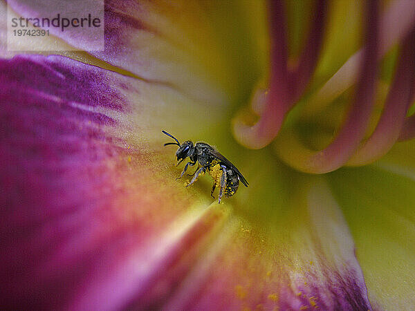 Biene verfolgt Pollen über ein Lilienblatt; North Carolina  Vereinigte Staaten von Amerika