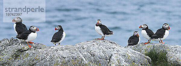 Papageitaucher (Fratercula arctica) auf einem Felsen auf der Insel Vigur in der Isafjördur-Bucht; Island