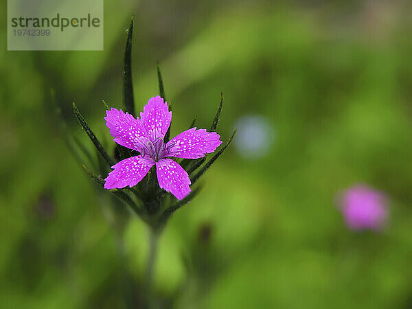 Nahaufnahme der kleinen  zarten Blüte einer Deptford Pink-Pflanze (Dianthus armeria)