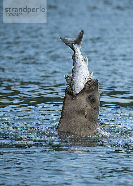 Steller-Seelöwe (Eumetopias jubata) frisst Lachs auf den Indischen Inseln  Inside Passage  Alaska  USA; Alaska  Vereinigte Staaten von Amerika