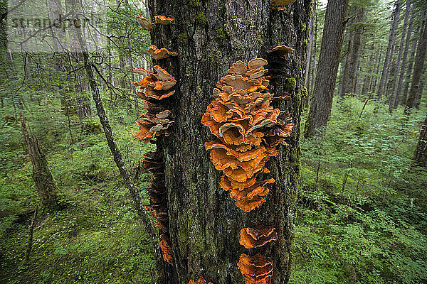 Hühnerpilze (Laetiporus sulphureus) wachsen auf einem Baumstamm im Regenwald auf Chicagof Island; Chichagof Island  Alaska  Vereinigte Staaten von Amerika