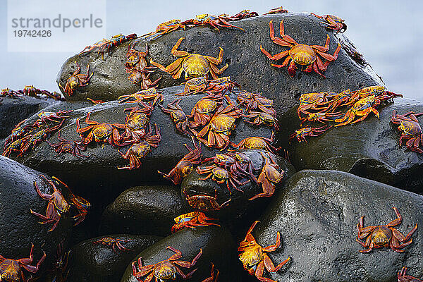 Sally-Lichtfußkrabben (Grapsus gripsus) in Punta Suarez auf der Insel Espanola; Insel Espanola  Galapagos-Inseln  Ecuador