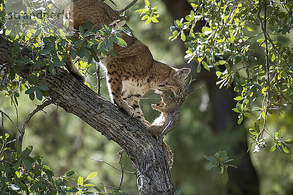 Rotluchs (Lynx rufus) auf einem Ast mit einem gefangenen Eichhörnchen im Maul