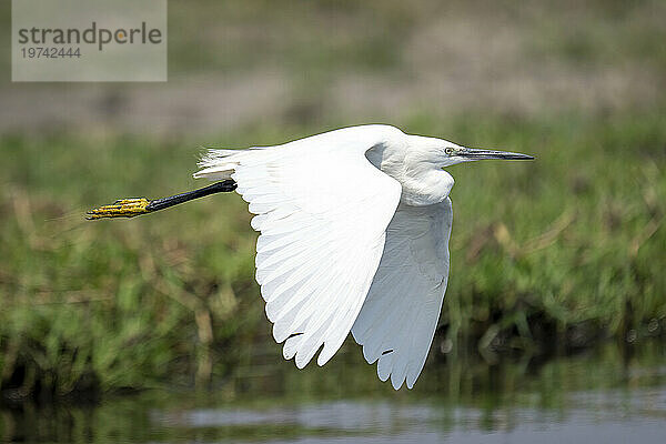 Nahaufnahme eines Seidenreihers (Egretta garzetta)  der im Chobe-Nationalpark über den Fluss fliegt und seine Flügel senkt; Chobe  Botswana