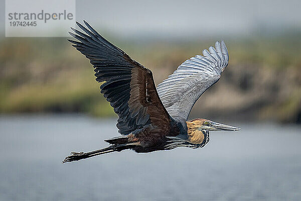 Nahaufnahme eines Goliath-Reihers (Ardea goliath)  der im Chobe-Nationalpark über den Fluss fliegt und Flügel hebt; Chobe  Botswana