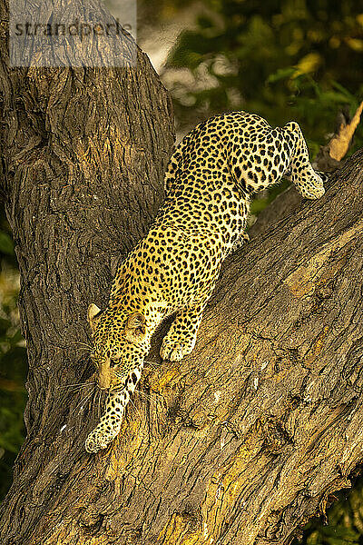 Leopard (Panthera pardus) klettert im Chobe-Nationalpark im Schatten einen gegabelten Baum hinunter; Chobe  Botswana