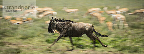 Gnus (Art Connochaetes) auf der Flucht im Serengeti-Nationalpark  im Hintergrund grasende Antilopen; Tansania