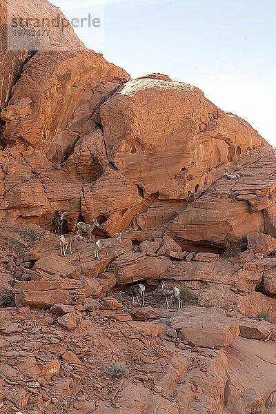 Gruppe von Wüsten-Dickhornschafen (Ovis canadensis nelsoni)  die über die roten Klippen des Valley of Fire State Park streift; Nevada  Vereinigte Staaten von Amerika