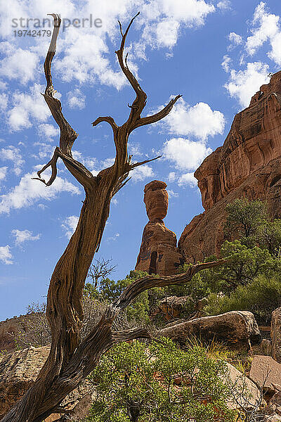 Landschaft des Colorado National Monument in der Nähe von Grand Junction  Colorado. Es ist ein erstaunlicher Ort aus rotem Gestein und ein schönes Beispiel für die Erosion am Werk; Colorado  Vereinigte Staaten von Amerika