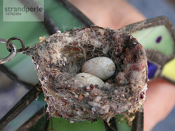 Vogelnest mit Eiern darin