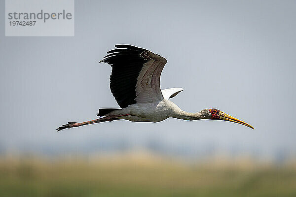 Ein Afrikanischer Gelbschnabelstorch (Mycteria ibis) gleitet mit Fanglicht durch den Himmel und hebt Flügel  Chobe-Nationalpark; Chobe  Botswana