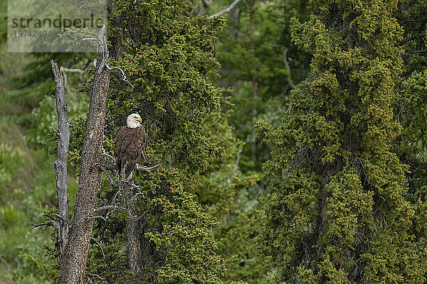 Weißkopfseeadler (Haliaeetus leucocephalus) in einem Baum am Yukon River; Whitehorse  Yukon  Kanada