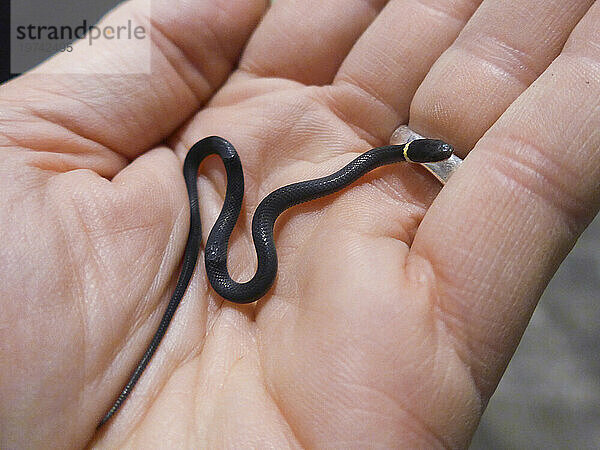 Junge Ringnatter (Diadophis punctatus) auf der Handfläche des Fotografen